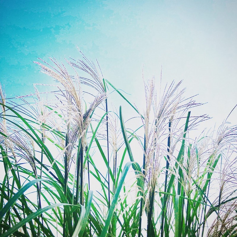 ススキ